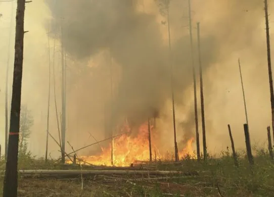 Існує загроза поширення лісових пожеж з Чорнобильської зони на територію Житомирщини