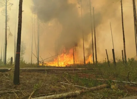 На Житомирщині має покращитися стан повітря - всі лісові пожежі загасили