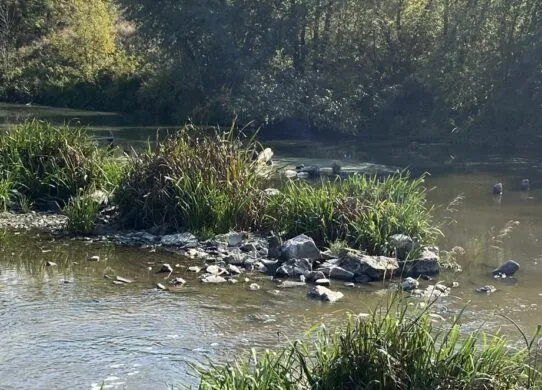 На Житомирщині, ймовірно, скидали хімікати у річку Тетерів