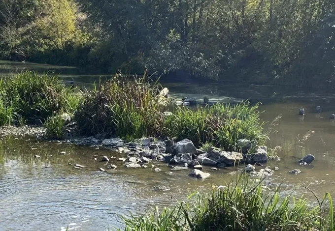 На Житомирщині, ймовірно, скидали хімікати у річку Тетерів