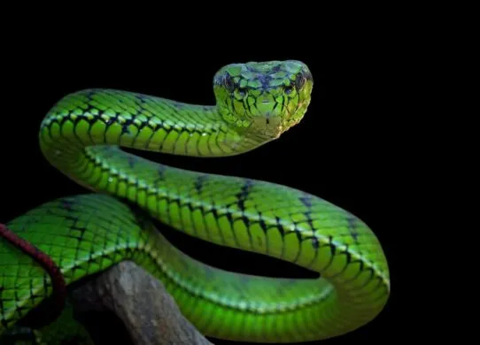 2025 - рік якої тварини і чого очікувати від символу року