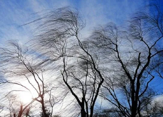 Житомирян попереджають про сильний вітер 1 листопада