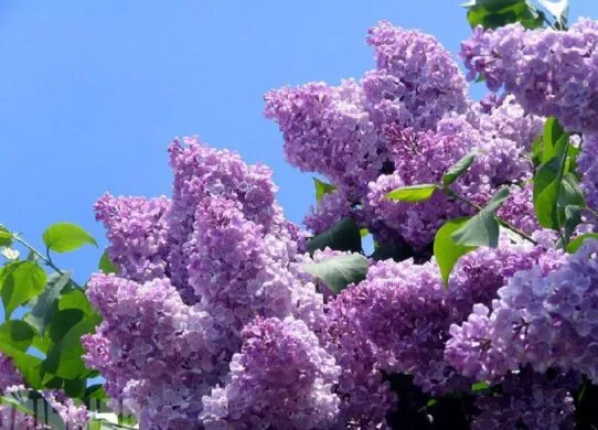 "Алея вдячності" у Житомирі буде прикрашена бузком