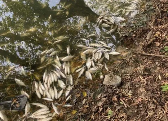 У Житомирі - масовий мор риби в районі Корбутівки