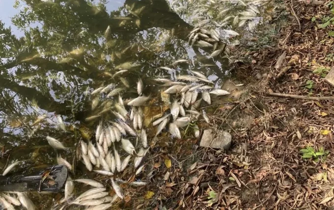 У Житомирі - масовий мор риби в районі Корбутівки