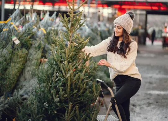 Де та коли у Житомирі будуть продавати ялинки?