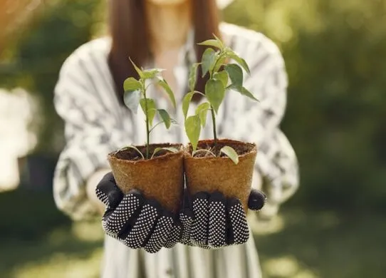 Виды саженцев и факторы, влияющие на их выбор