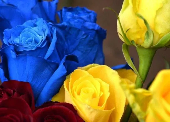 Мріяв про подорожі: на фронті загинув 23-річний Микита Світельський з Житомира