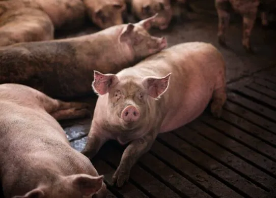 Біля села на Житомирщині виявили трупи свиней із африканською чумою