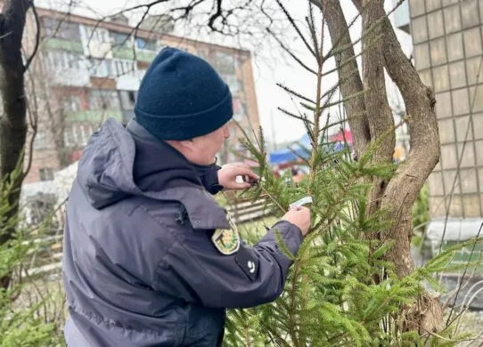 Нелегальні ялинки на Житомирщині: який штраф загрожує?