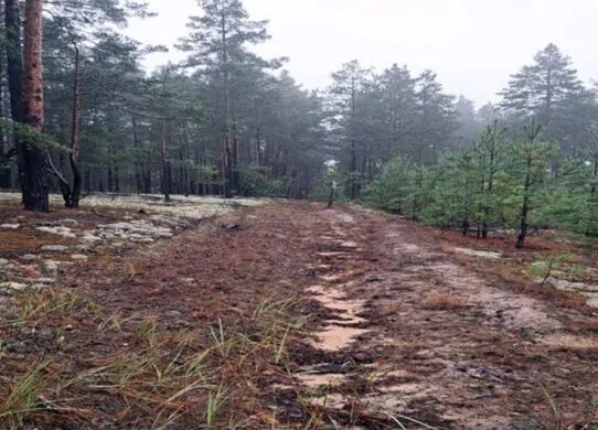 На Житомирщині затримали призовника, який йшов до кордону з Білоруссю через ліси, повз мінні поля