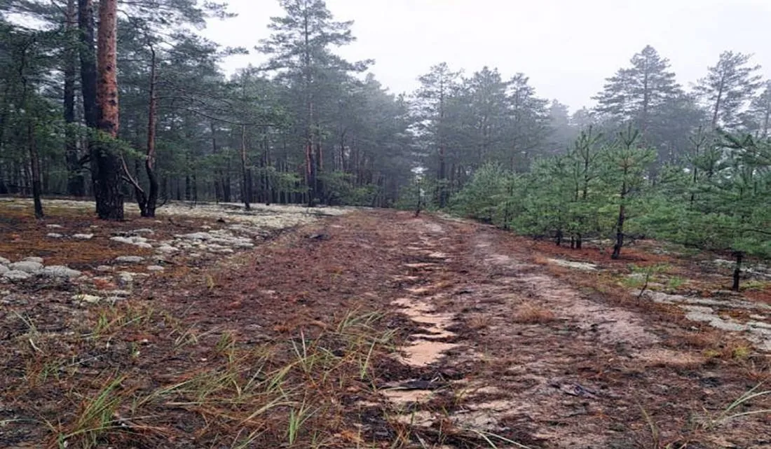 На Житомирщині затримали призовника, який йшов до кордону з Білоруссю через ліси, повз мінні поля