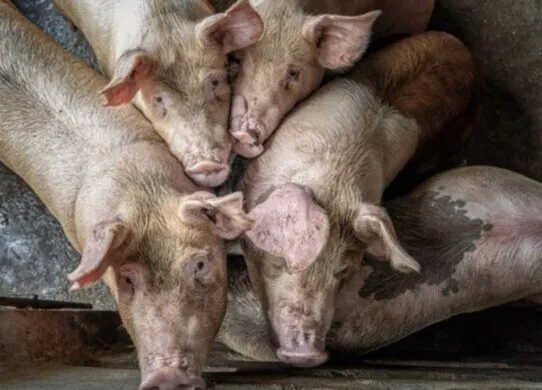 За селом у Житомирському районі знайшли рештки майже 200 свиней