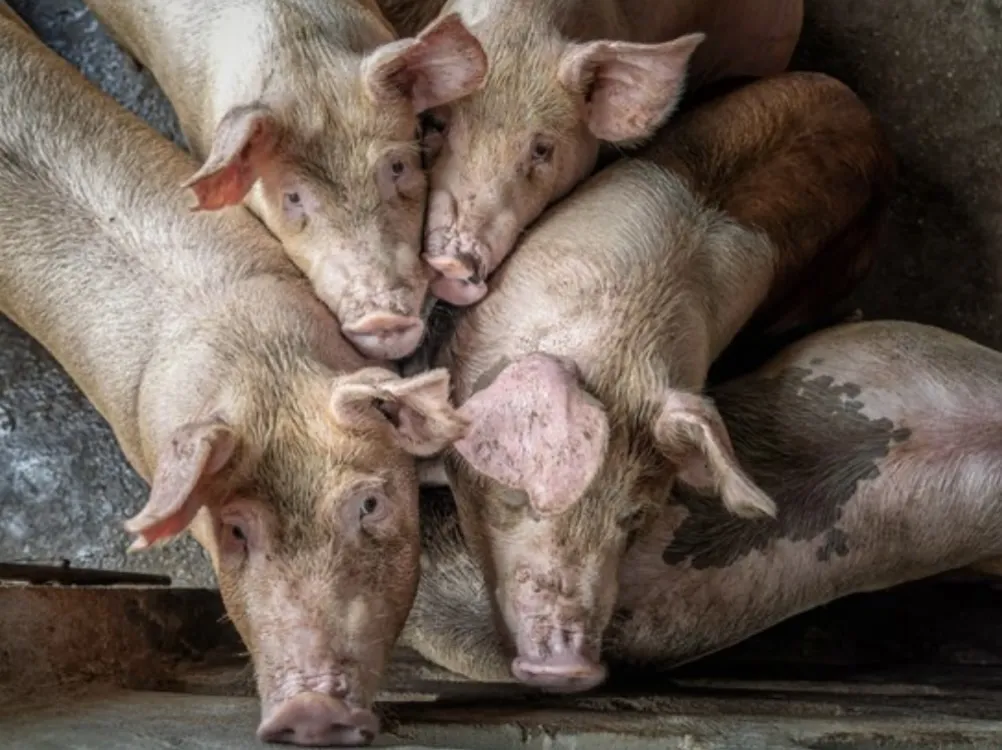 За селом у Житомирському районі знайшли рештки майже 200 свиней