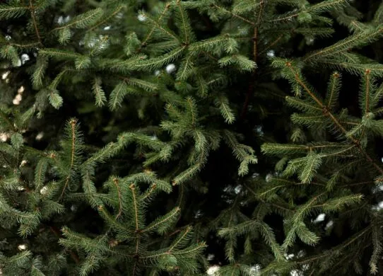 У лісах Житомирської області виростили майже найбільшу кількість ялинок для продажу