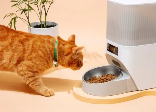 Корм сухий для котів: як обрати правильний корм для вашого улюбленця?