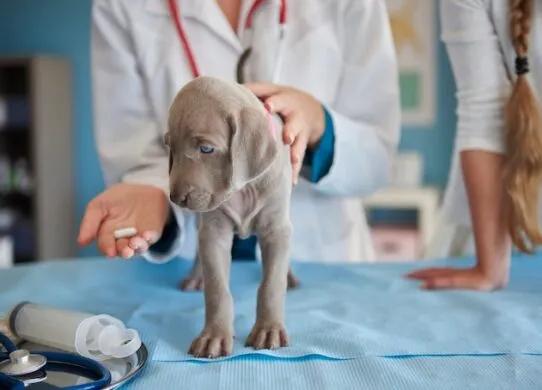 Як підібрати протипаразитарний препарат для домашніх улюбленців