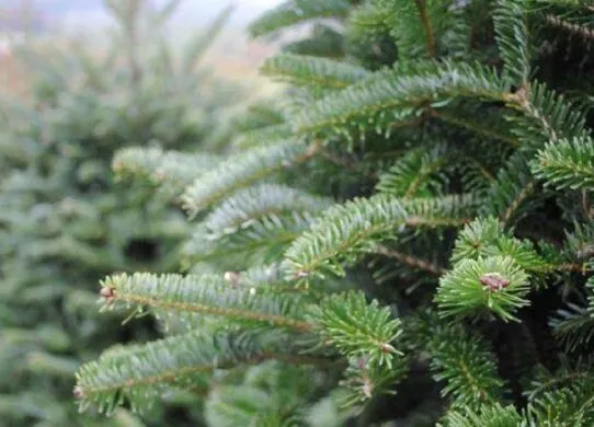 Куди здати на утилізацію ялинку в Житомирі?