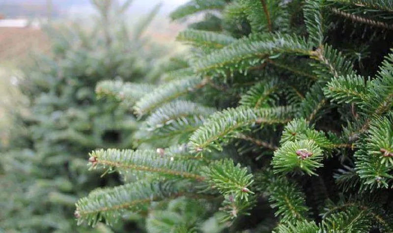 Куди здати на утилізацію ялинку в Житомирі?