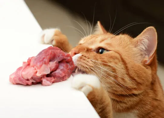 На Житомирщині засудили чоловіка, який кинув кота в стіну, коли той накинувся на м'ясо