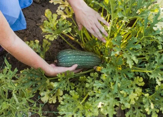 Лайфхаки, де і коли краще посадити кабачки, щоб був врожай