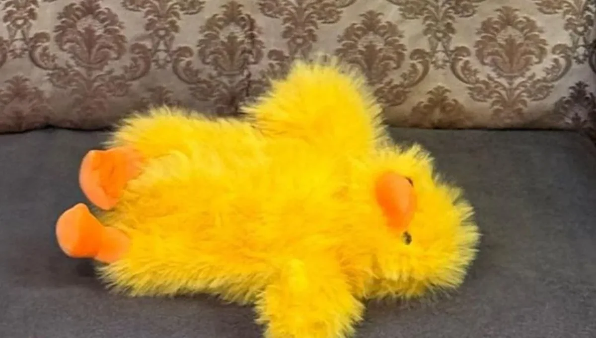 У Житомирі російські агенти заховали вибухівку в м'яку іграшку і збиралися підірвати наряд поліції