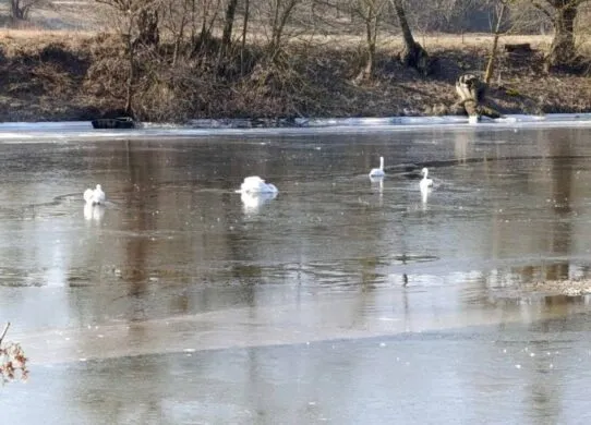 У Житомирському районі четверо лебедів примерзли до річки