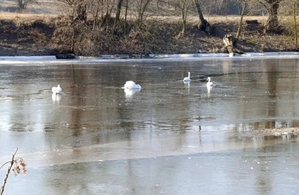 У Житомирському районі четверо лебедів примерзли до річки