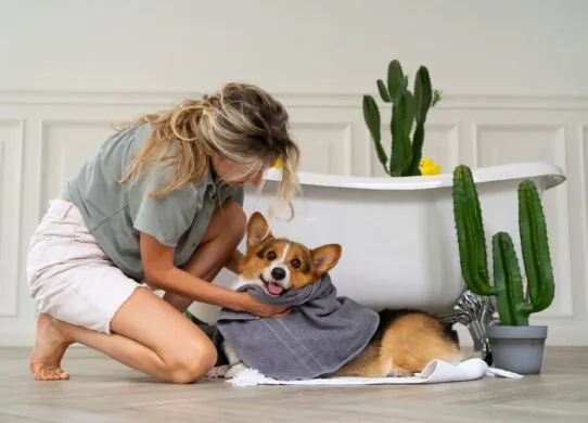 9 найкращих лайфхаків для прибирання за домашніми тваринами