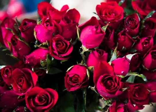 Почему букеты роз идеально подходят для любого случая?
