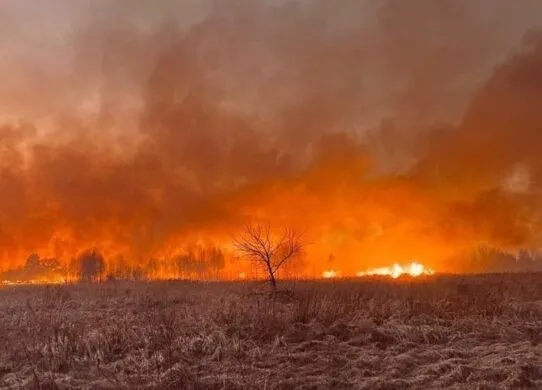Житомирщина у вогні: 116 пожеж через спалювання сухої трави за добу