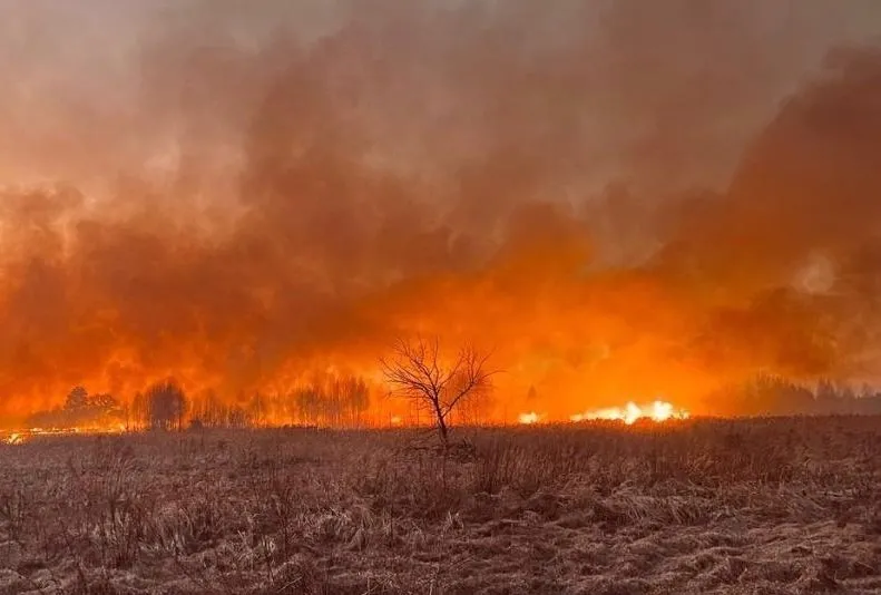 Житомирщина у вогні: 116 пожеж через спалювання сухої трави за добу
