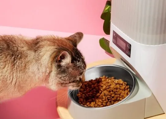 Чи потрібен коту спеціальний корм? Переваги готових раціонів