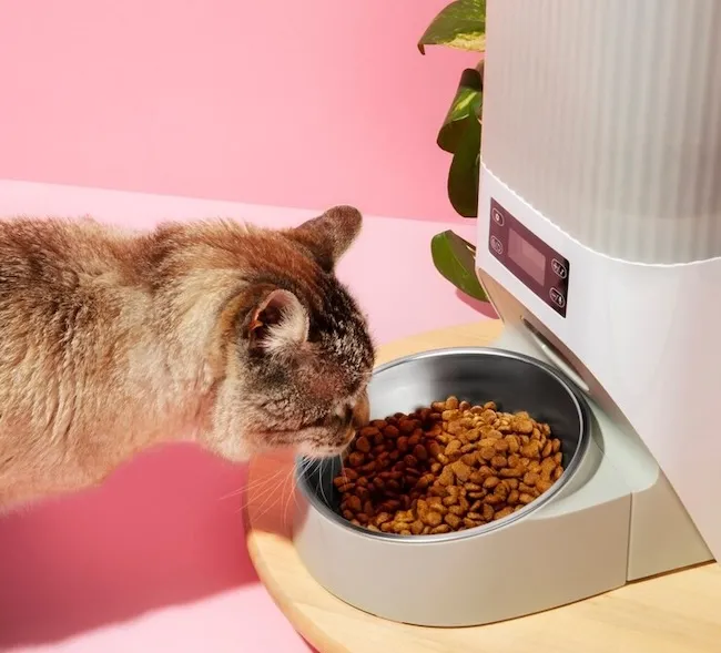 Чи потрібен коту спеціальний корм? Переваги готових раціонів