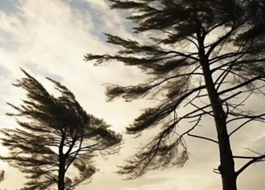 Завтра у Житомирі обіцяють сильний вітер