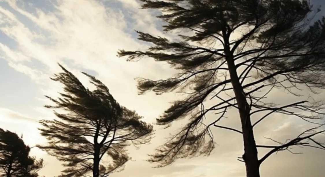 Завтра у Житомирі обіцяють сильний вітер