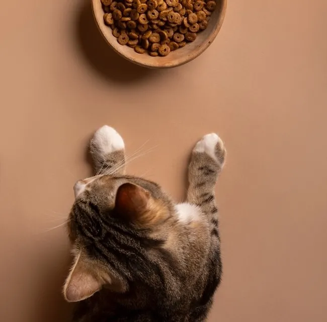 Критерії вибору корму для котів Критерії вибору корму для котів