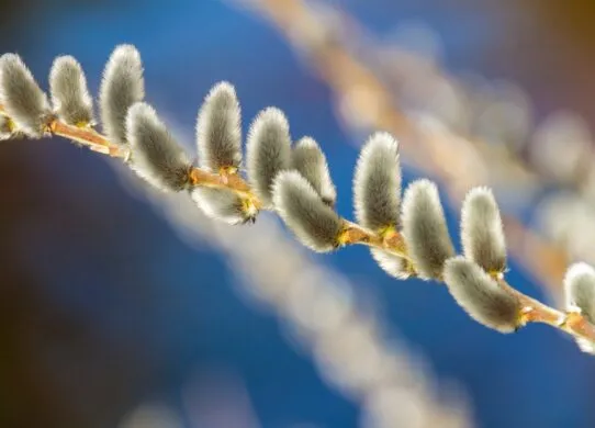 Вербна неділя 2025: які народні прикмети і повір'я