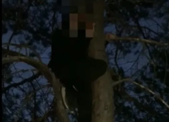 На Житомирщині чоловік грав у хованки з прикордонниками і заліз на дерево