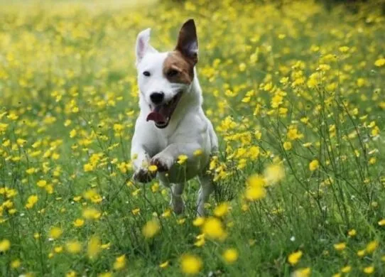 Вітаміни та добавки для собак для здоров'я опорно-рухового апарату