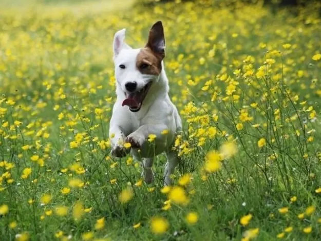 Вітаміни та добавки для собак для здоров'я опорно-рухового апарату