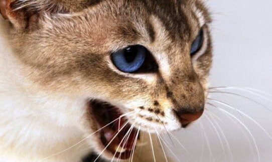 На Житомирщині ввели карантин після того, як скажена кішка покусала дитину