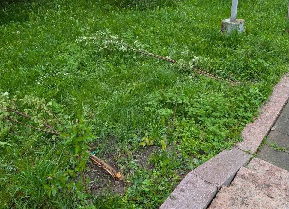 Черговий акт вандалізму в Житомирі: невідомі знищили молоді сакури