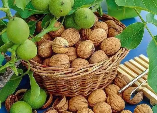 Чем полезны орехи и почему их стоит посадить