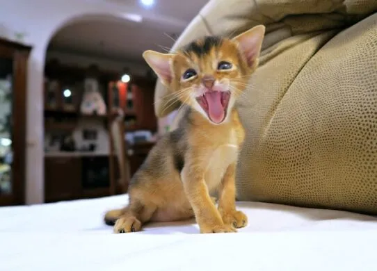 Який вологий корм для котів варто купити оптом та чому?