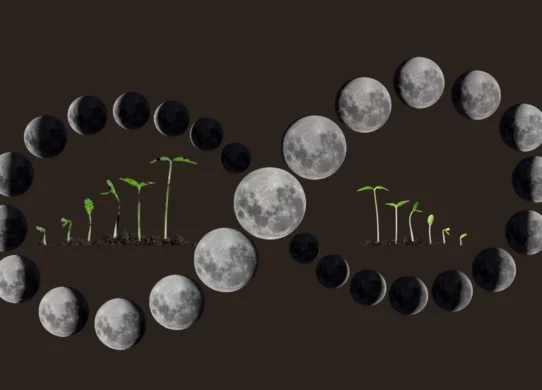 Коли сіяти у 2025 році: підказки з місячного календаря