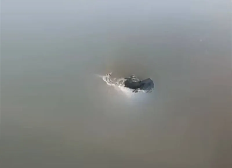 У Житомирі хтось обстріляв машини у дворі з пневматики - розпочато перевірку