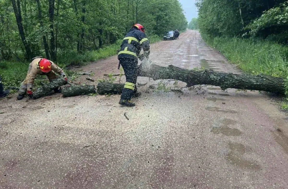 На Житомирщині через негоду знеструмлено 56 населених пунктів, повалило дерева