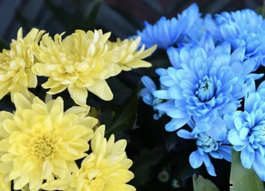 Житомир прощається з Героєм Андрієм Дозоровим, який загинув на фронті