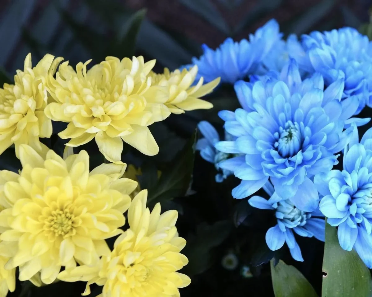 Житомир прощається з Героєм Андрієм Дозоровим, який загинув на фронті